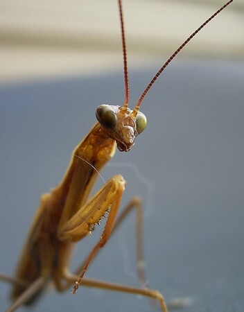 Боевая стойка богомола