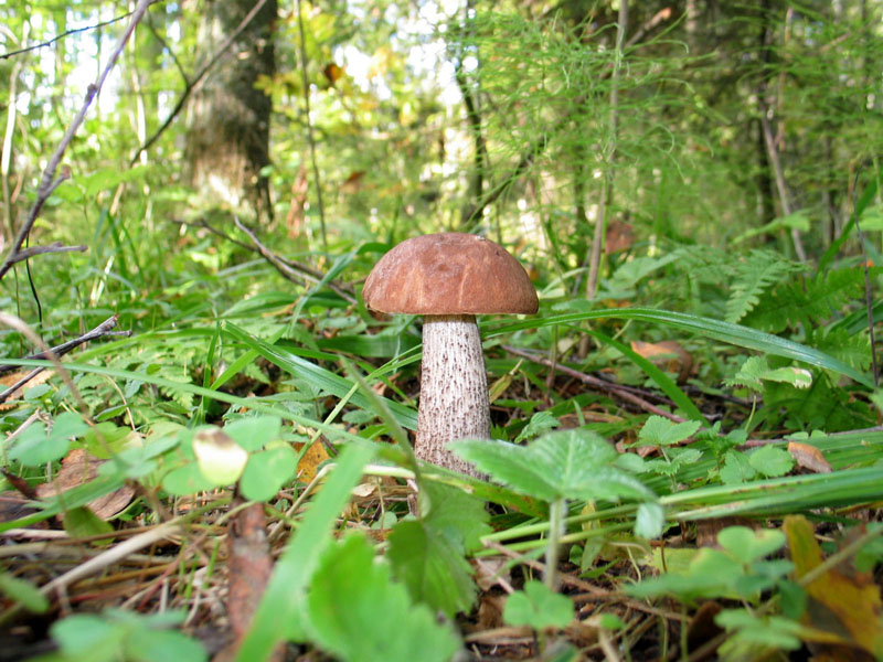 Mashroom