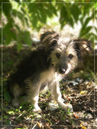 хАчу сАсиску