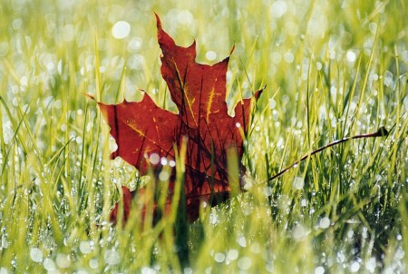 La feuille tombe'e