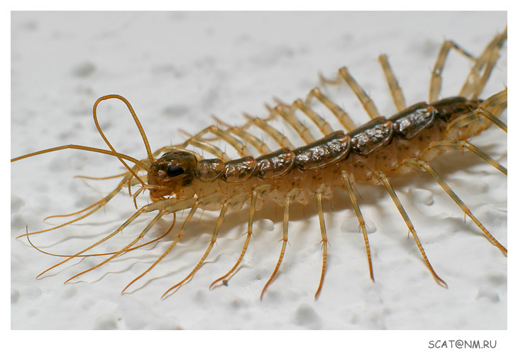 Centipede II. Underground Monster.