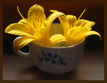 цветы цвета Солнца