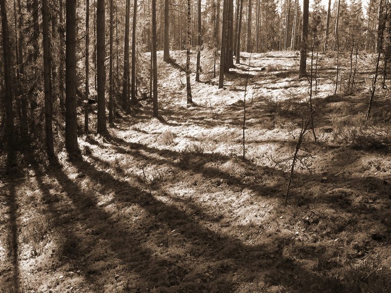 лес