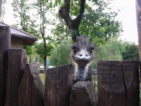 Отличается умом и сообразительностью :)