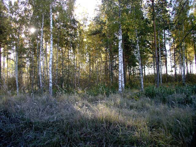 Иней