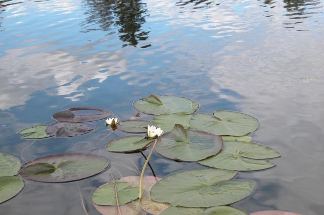 Водный мир