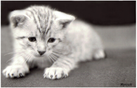 Маленький тигр