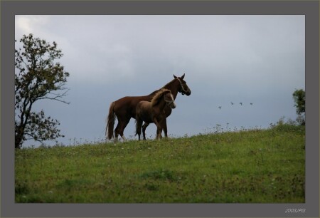 вольному воля