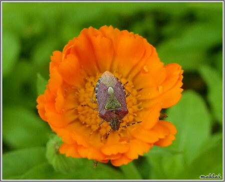 просто клоп