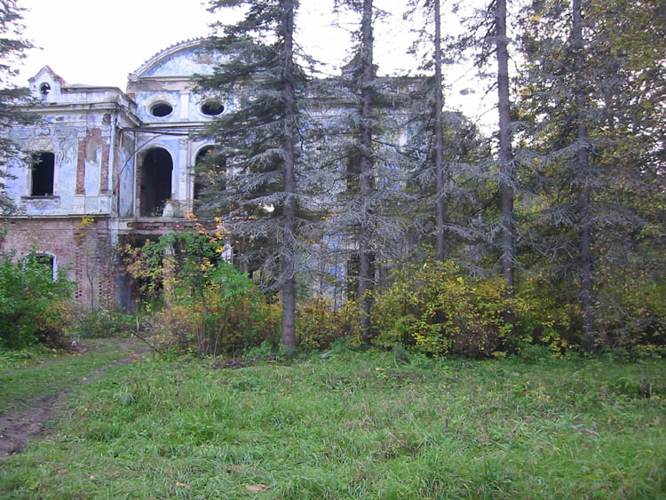 голубые ели