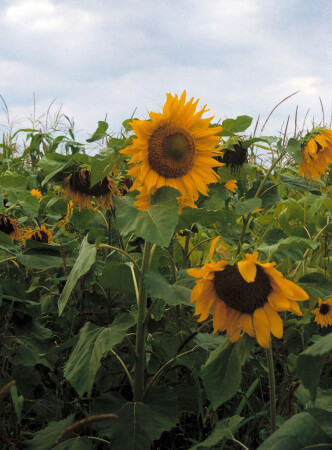 Дети солнца