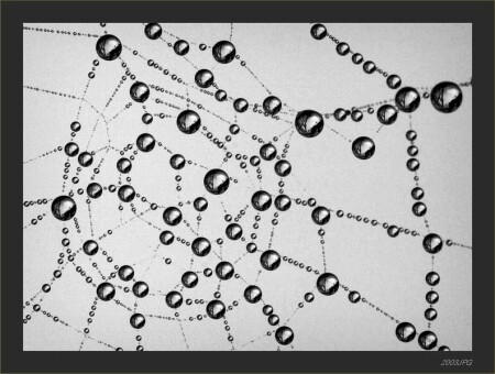 чёрный жемчуг