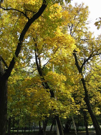 Осенняя пора, очей очарованье...