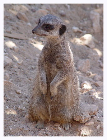 Зверьё Моё 1