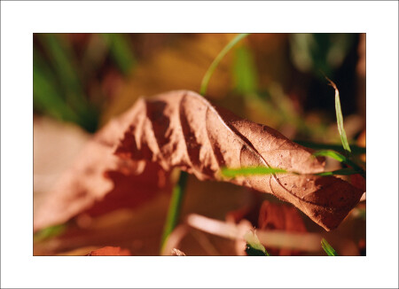 Осень с AGFA 5