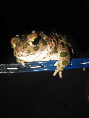 просто жаба...