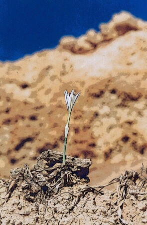 Горный цветок