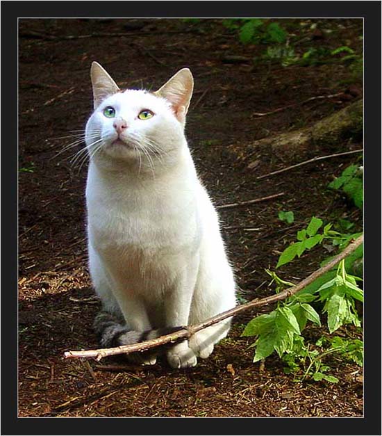 Белый Кот