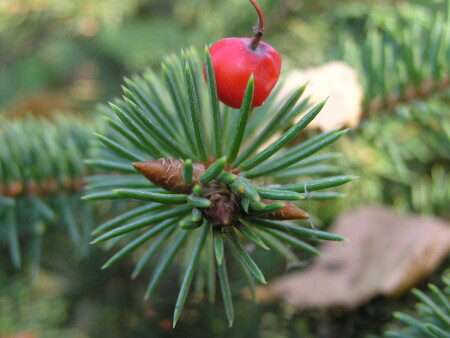 Чудо природы.