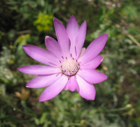 Бессмертник