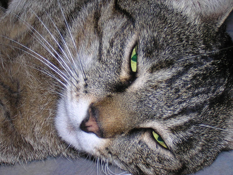 Костик