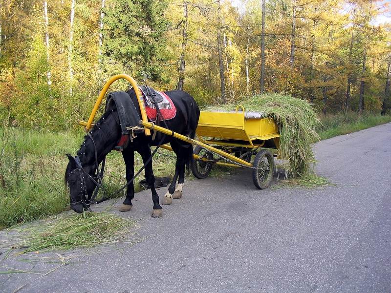 Повозка