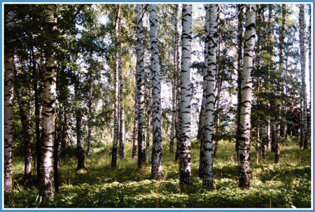 Березовая роща