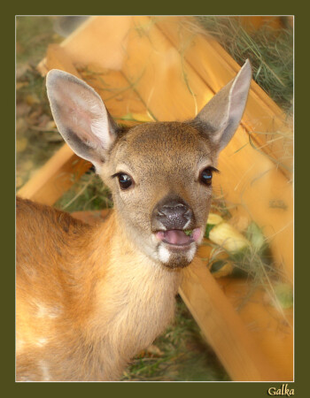 говорящий олень