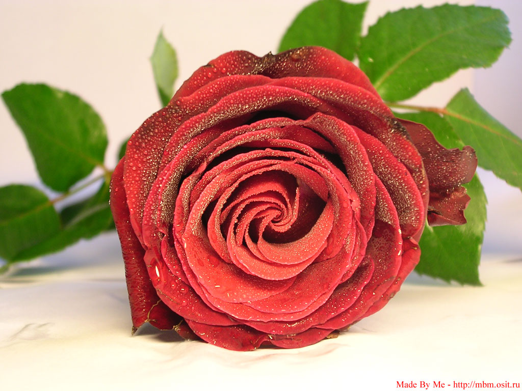 Love Rose