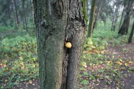 Бодрое утро