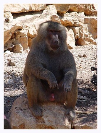 Зверьё Моё 4