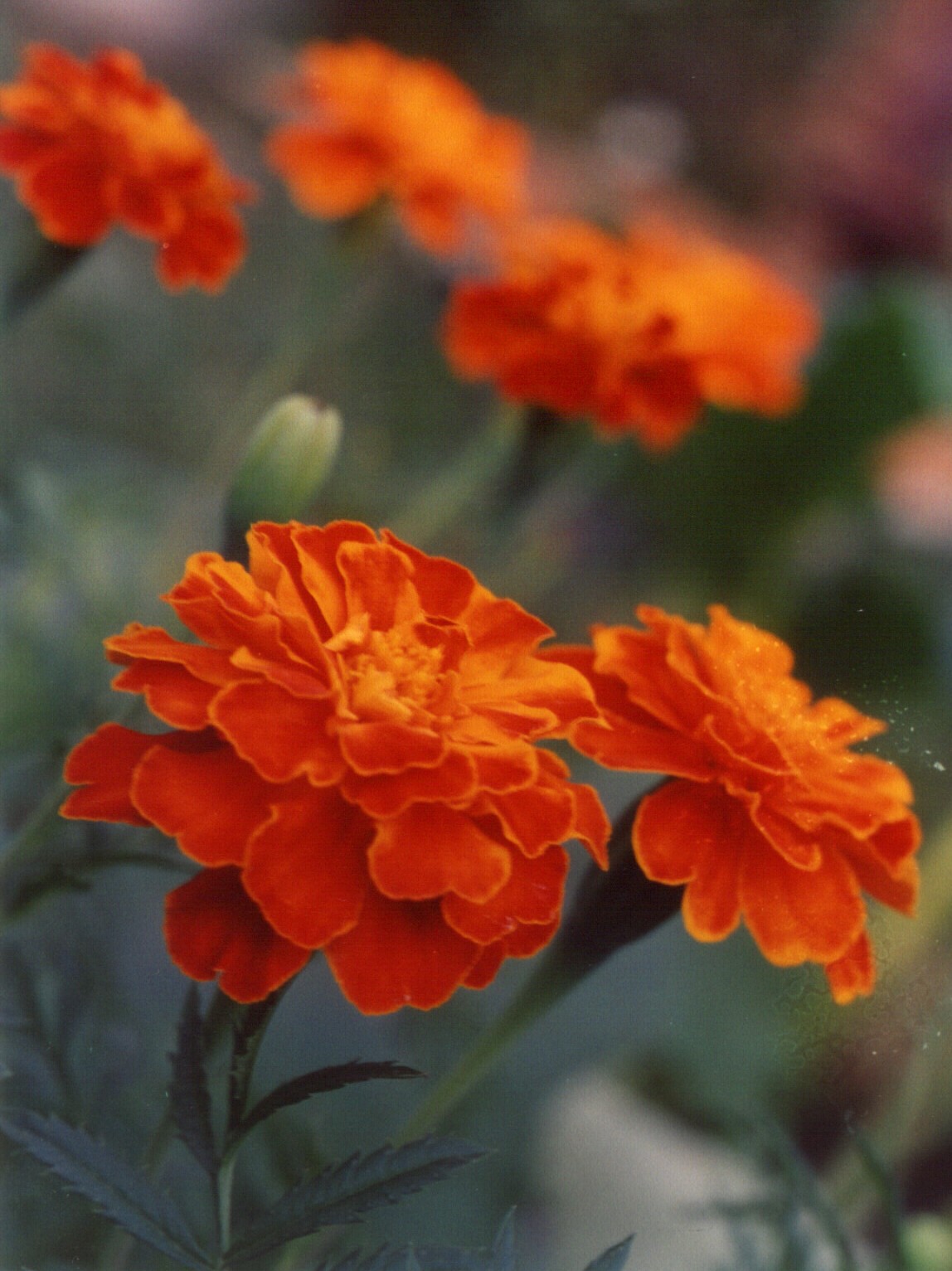 oranjevuye druzia