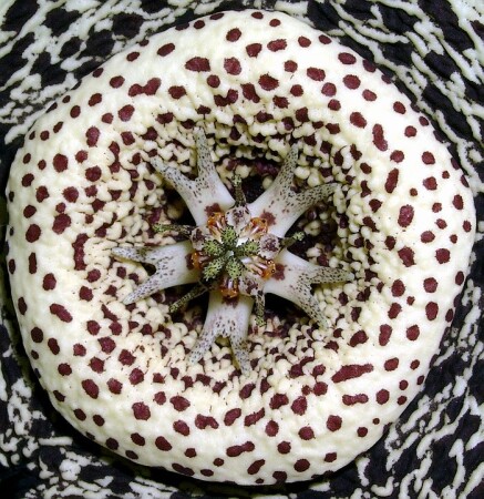 калейдоскоп