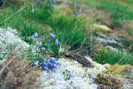 Колокольчики на снегу