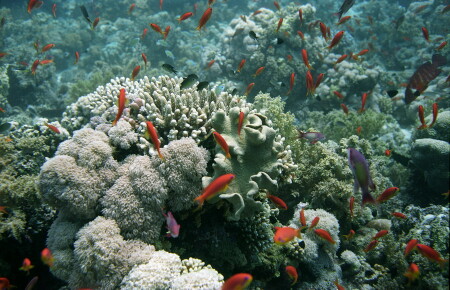 [Подводный мир] Феерверк