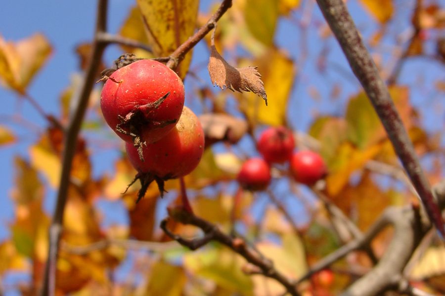 Плоды осени