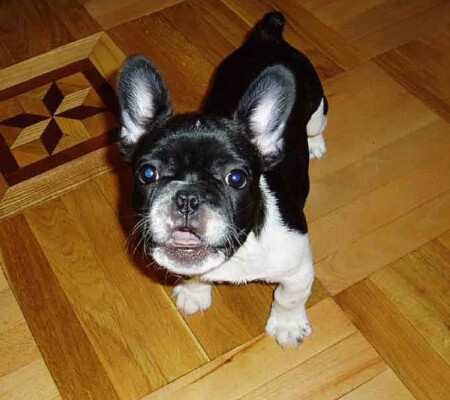 Чё уставился, жрать давай!