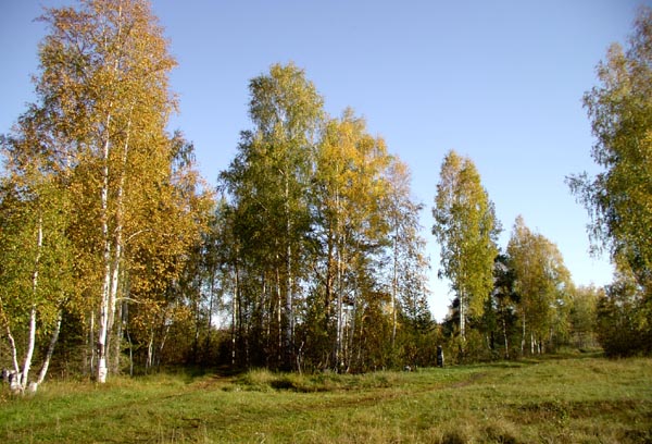 Тропинка в осень