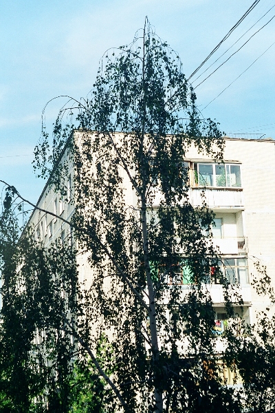 Черная береза над моим окном...