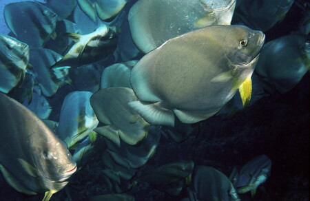 [Подводный мир] Стая рыбок. Взгляд изнутри.