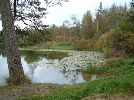 Лесное озеро