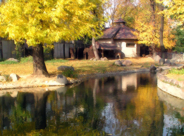 Осенний этюд с капибарой