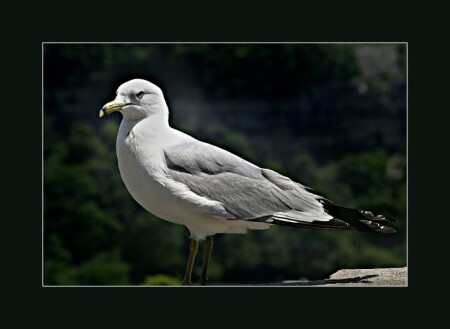 Гордый птиц...