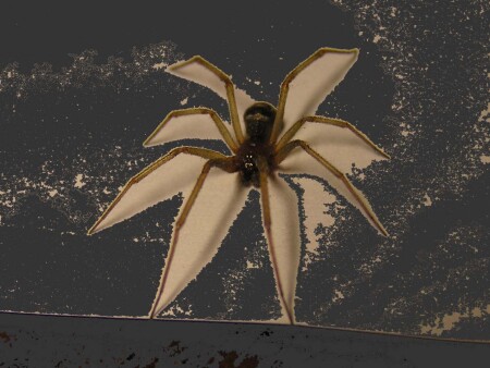 Паучки наступают...