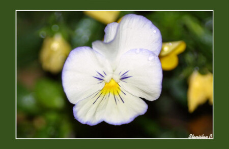 autumn flowers #2