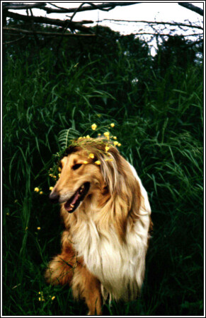 &quot;Сестрица Аленушка&quot;