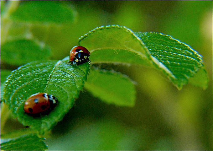 Privet
