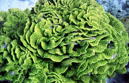 [Подводный мир] Капуста :)