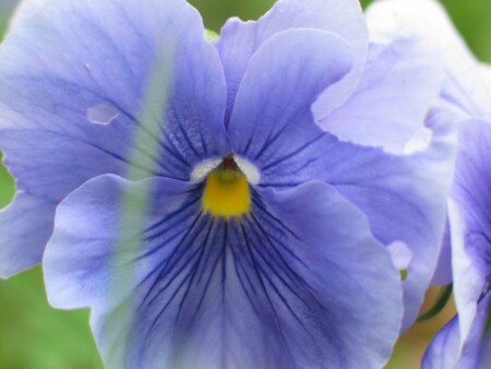 Последние цветы лета