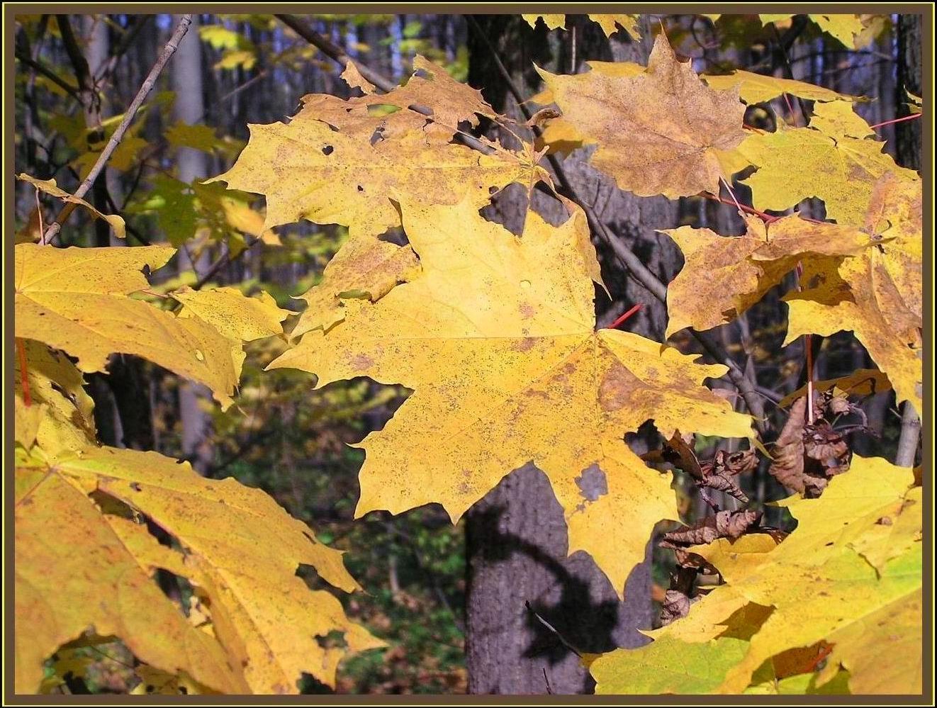 Осенний полет.